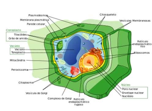 Célula eucariótica animal Célula eucariótica vegetal Célula de estrutura muito