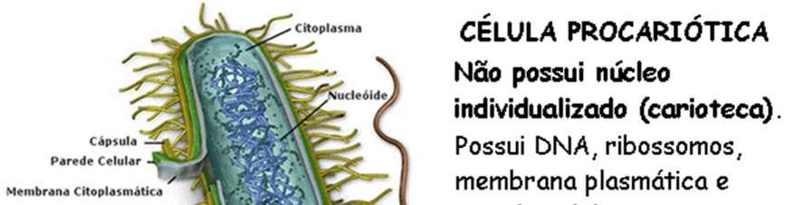 ribossomas). O material genético, geralmente uma molécula de ADN circular, encontra-se disperso no citoplasma, sem estar associado a proteínas, constituindo o nucleoide.