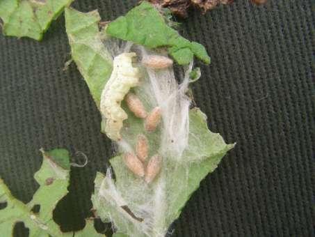 Inimigos naturais Foto em área com