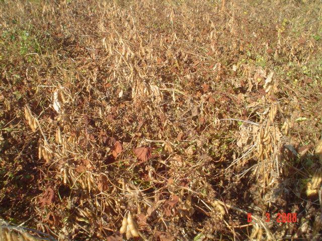 1,5 L/ha Reglone + 0,25%