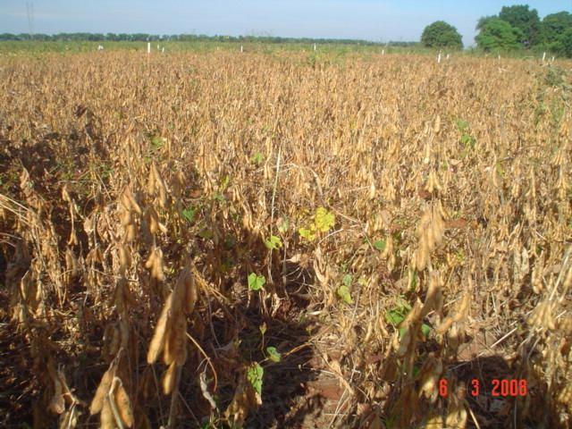 0,6L/ha Reglone +