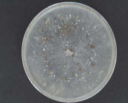 Figura 1 Reboleira formada pela Queima de Rhizoctonia em grama estrela roxa africana (A) e, cultura do fungo Rhizoctonia solani em BDA obtido de plantas com sintomas (B).