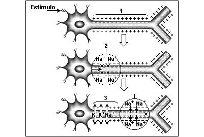 (Ufjf 2006) A figura a seguir ilustra o processo de transmissão do impulso nervoso. 13. (Ufsj 2013) Os tecidos são arranjos celulares funcionais, constituindo os órgãos e os sistemas.