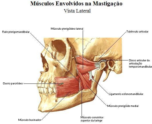 Depressores da Mandíbula Prof.