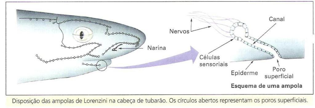 Ampolas de Lorenzini Órgãos sensoriais especiais, formados por uma rede de canais com electrorreceptores cobertos por uma substância