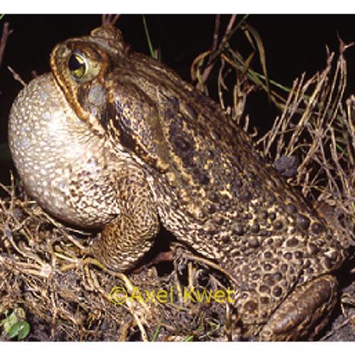 Amphibia Primeiros vertebrados terrestres!