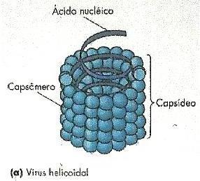 Capsídeo Composição:
