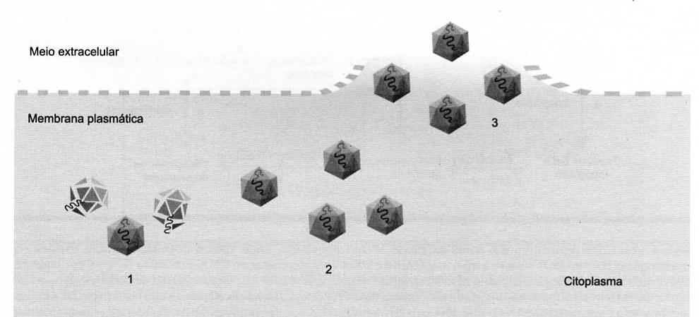 Saída da célula Vírus nú já sai pronto do citoplasma (RNA) ou