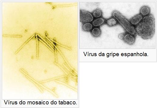 MORFOLOGIA DOS VÍRUS Apesar dos vírus apresentarem estruturas mais simples do que as células, é necessário conhecer