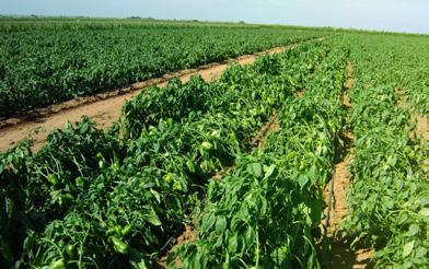 e Plantas MK/ha Nº Sementes/g Consumo Muda 1,50-0,30 20-22 100-150 150-200g Evitar coincidência de pegamento de frutos com épocas frias.