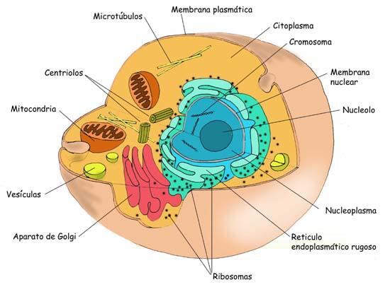 (Célula Eucariótica animal) Célula Eucariótica vegetal A célula vegetal possui em seu interior várias organelas.