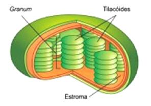 Biologia FOTOSSÍNTESE Processo de formação de matéria orgânica (principalmente a glicose) a partir de gás carbônico e água. Essa capacidade é encontrada em muitos procariotos e eucariotos.