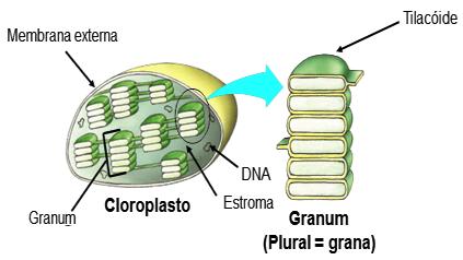 Anotações: 2. Etapa Química (Fase escura ciclo de Calvin) No estroma Esta etapa é altamente dependente das moléculas produzidas durante a fase clara, como o ATP e o NADPH 2.