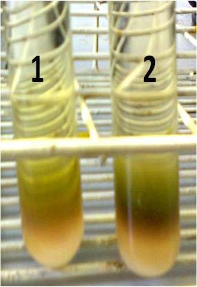 Cem miligramas por ml de glucose foram incubadas com levedura (250mg) em tampão fosfato monobásico ou dibásico na concentração de 0,5 mol.l -1. O sistema foi mantido a 37 C, durante 40 minutos.