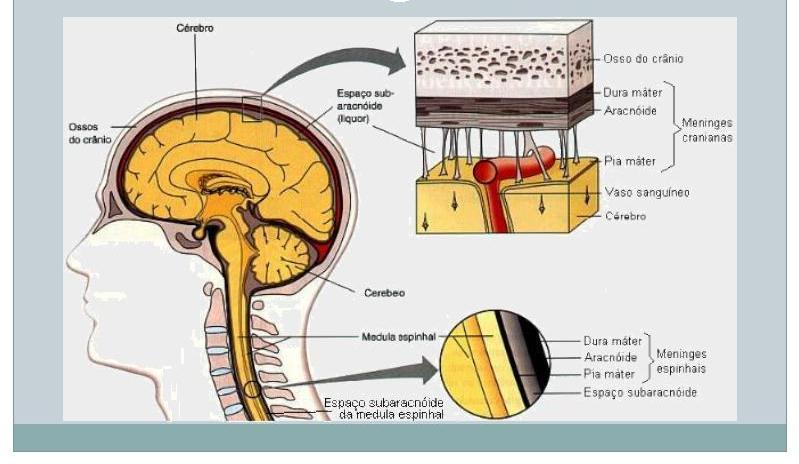 AS MENINGES LCR - continentes preenche
