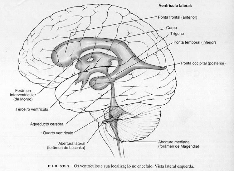 SISTEMA VENTRICULAR: comunicantes Forâmem de Monro ventrículos laterais e III ventrículo Aqueduto Cerebral