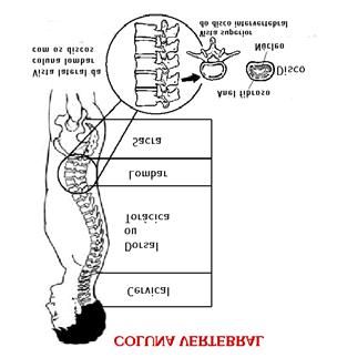 A coluna vertebral 4 curvas na coluna 7 vértebras