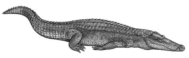 Paleovertebrados da Formação Aliança, Jurássico Superior da Bacia de Jatobá, Nordeste do Brasil 90 Figura V.5 Reconstituição de crocodilomorfo Mesoeucrocodylia. (Fonte: http://biarmosuchus.deviantart.