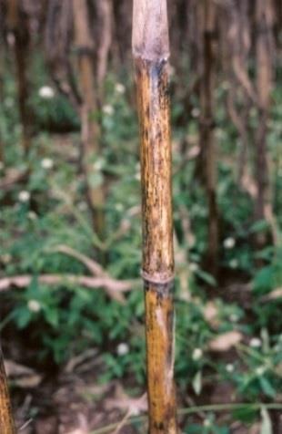 agente causal da antracnose do colmo, das folhas, e das plântulas. Esse fungo sobrevive nos restos da cultura do milho e é transmissível por sementes.