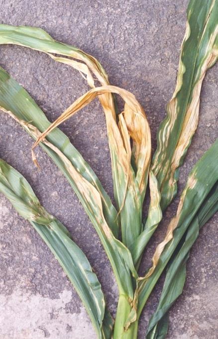 Figura 21(-). Sintomas da queima bacteriana da folha. (Fotos: Fernando T. Fernandes) Controle: Recomenda-se usar cultivares de milho com resistência genética, se disponíveis.