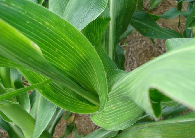 Figura 23(-). Sintomas de enfezamento pálido em plantas de milho. (Fotos: Elizabeth de Oliveira).