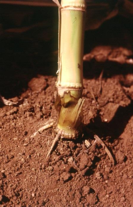 Sintomas: Podridão aquosa de cor marrom claro, restrita ao primeiro entrenó do colmo, logo acima do solo (Figura 4). Quando a planta tomba, ocorre torção desse entrenó infectado. Figura 4.