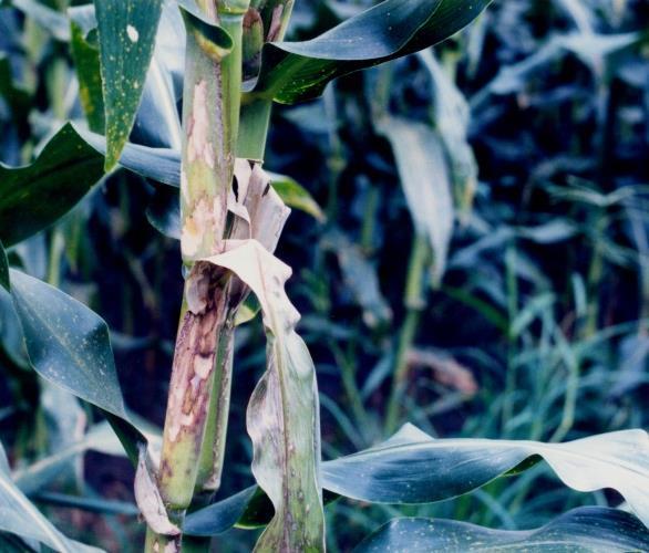 Há fungicidas registrados no MP para o tratamento de sementes de milho, visando ao controle de R. solani, relacionados na internet: http://extranet.agrofit.agricultura.gov.