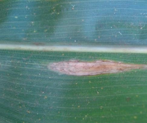 Controle: resistência genética de cultivares de milho e a rotação de cultura, para reduzir o inóculo desse fungo, que sobrevive nos restos da planta infectada, são formas de evitar essa doença.
