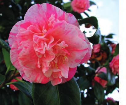 International Camellia Society - PDF Download grátis