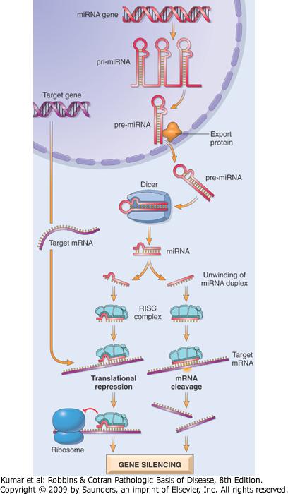 Silenciamento através de micro RNAs Diferenciam