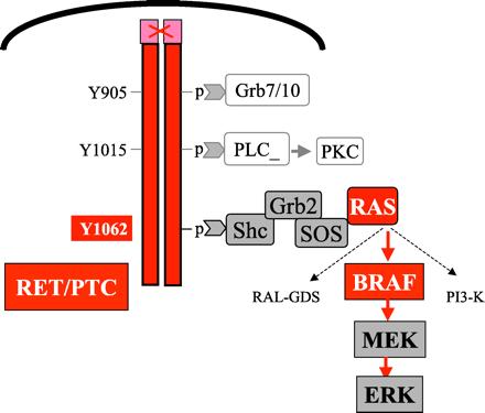 CARCINOMA PAPILÍFERO RAS, RET/PTC, BRAF BRAF V600E rs113488022 SN change: thymine (T) to adenine (A) at position 1799 of
