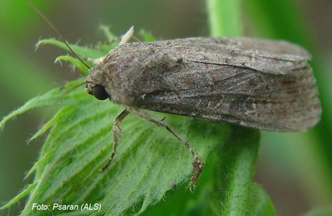 Spodoptera frugiperda