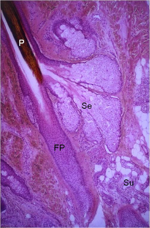 ANEXOS CUTÂNEOS T. Montanari, UFRGS Figura 11.6 - Corte de couro cabeludo, onde são observados o pelo (P) no folículo piloso (FP), as glândulas sebáceas (Se) e as glândulas sudoríparas (Su). HE.