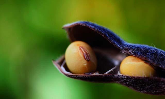 Gazeta do Povo um país de grãos O Brasil calçado pela agricultura A importância assumida pela soja no país configura um ciclo econômico sem precedentes, com potencial e riscos globalizados Postado em