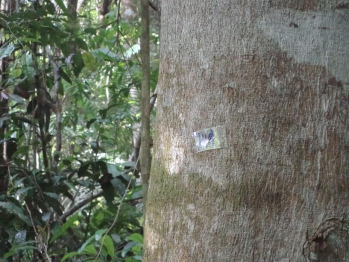 Figura 4: Identificação dos indivíduos inclusos nas unidades amostrais enumerados por plaquetas em fragmento florestal na Vila do Americano-PA.