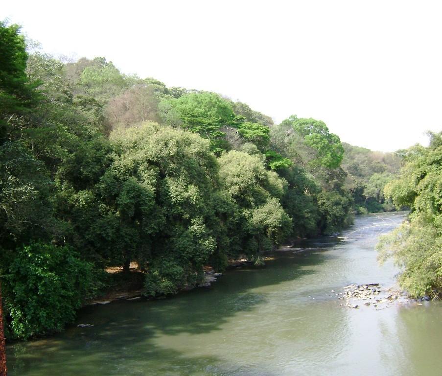 Floresta Restaurada com 60