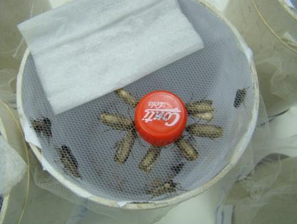 1 Potes plásticos contendo lagartas de Agrotis ipsilon e dieta artificial para alimentação das lagartas (A), placa de Petri com dieta artificial e lagarta