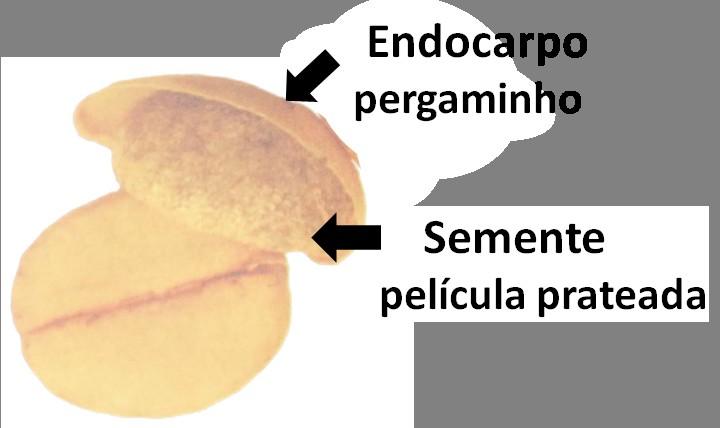 mesocarpo (mucilagem: rica em açúcar, e pectina - fibra solúvel), e endocarpo.
