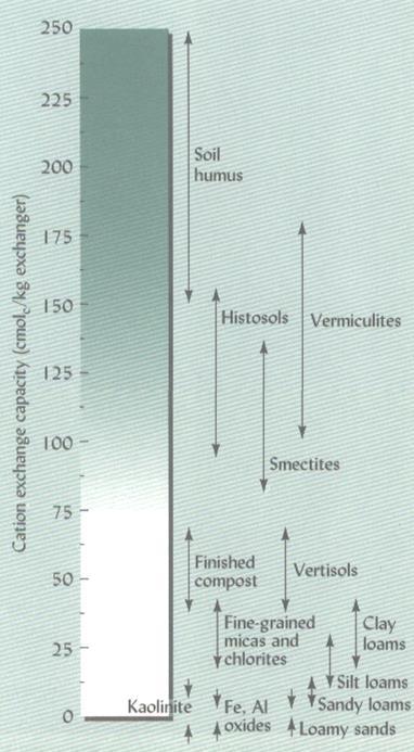 Weil, 1999 CTC E