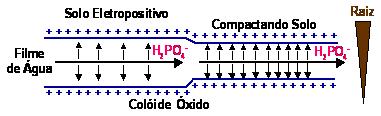 Figura 4. Efeito da compactação sobre a difusão de fósforo.