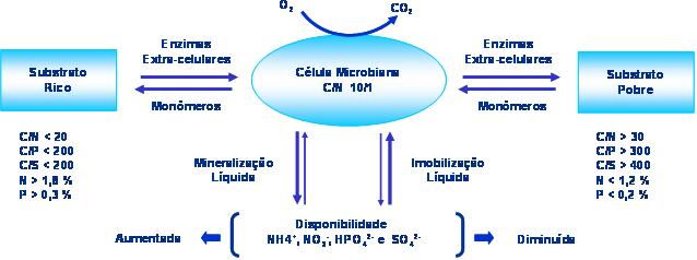C - Matéria Orgânica:. Mineralização Liberação de N, P e S.