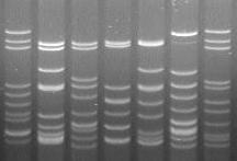 Análise de sequências inter-delta (Ness et al.,, 1993) mt DNA RFLP (Querol et al.,, 1992) Análise de 6 loci de Microssatélites (Pérez rez et al.