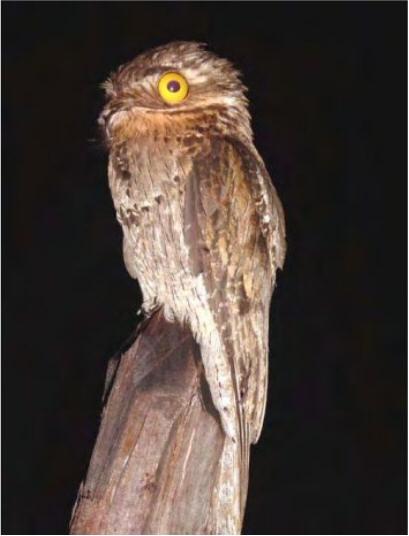 O pássaro também é tema de várias lendas. Na Amazônia acredita-se que as penas da cauda do urutau protegem a castidade.