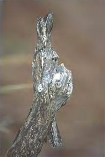 Nyctibius griseus, a espécie mais comum (Foto
