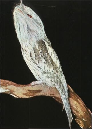 Mais um exemplo da camuflagem Nyctibius griseus do urutau Cadê o urutau?