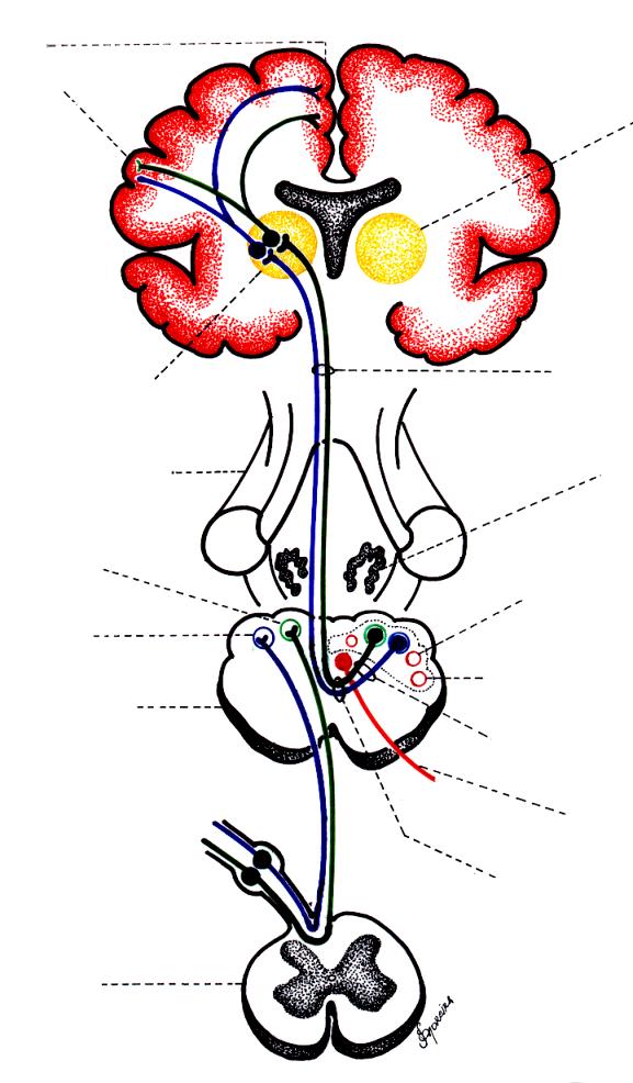 Sistema Cordão Dorsal - Lemnisco Medial Córtex sensitivo somático primário :S-I Tálamo l Núcleo ventral dorsolateral do tálamo Lemnisco medial Tronco encefálico: (Mesencéfalo, ponte, parte do bulbo)