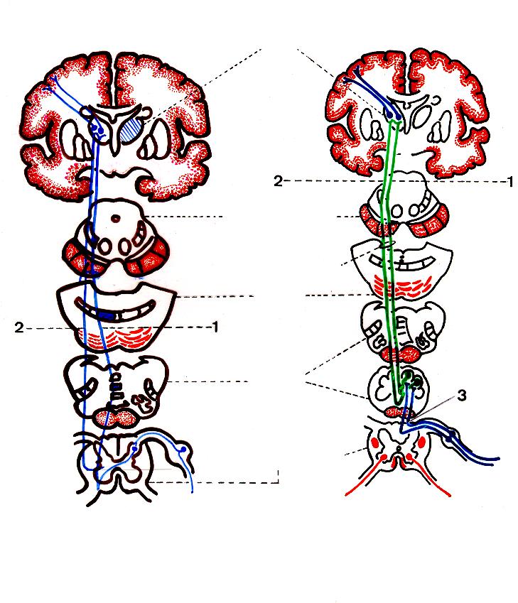 Sistema Ântero-Lateral Sistema Ântero-lateral Sistema Cordão Dorsal- Lemnisco Medial. Sistema: Cordão Dorsal- Lemnisco medial Tálamo N.V.P.