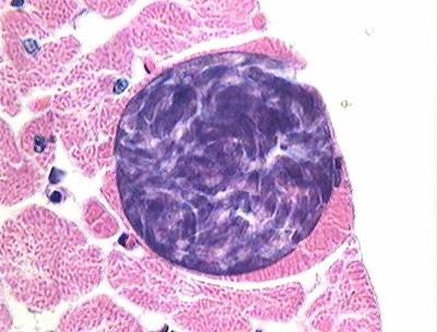 gondii Agente etiológico Toxoplasma gondii Coccídeo parasito intracelular Afeta todos os animais de sangue quente Amastigotas