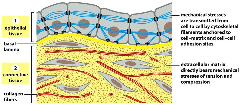 - Matrix Extracelular: influencia na sobrevivência,