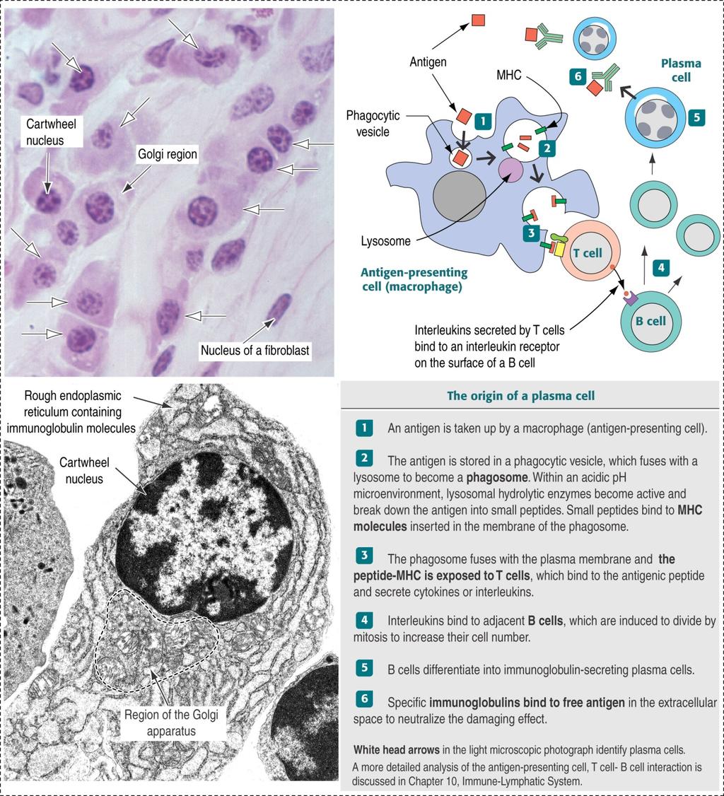 Ao microscopio de Luz: - Citoplasma basófilo (RER) - Área correspondente ao Complexo de Golgi é levemente acidófila - Núcleo em roda de carroça